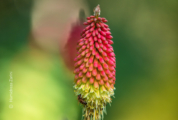 Red Hot Pokers by Hamidreza Zarini