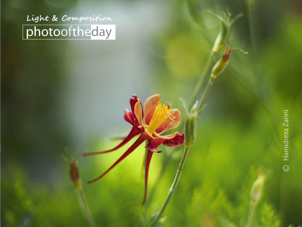 Flame Lily by Hamidreza Zarini