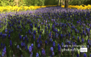 Flowers Rainbow by Jeremy Negron