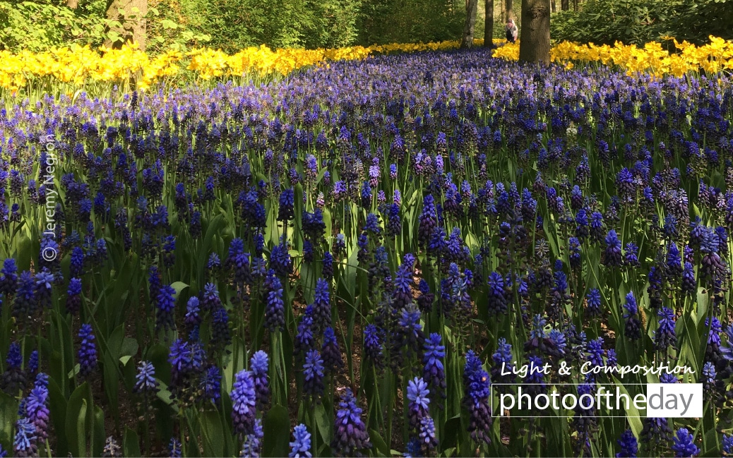 Flowers Rainbow by Jeremy Negron