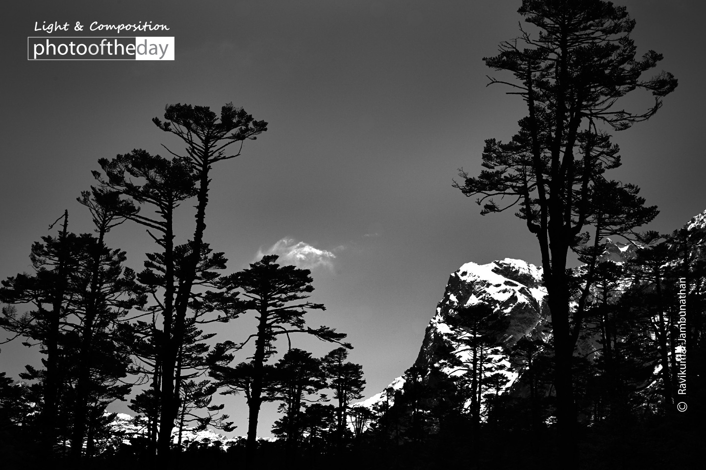 Black Trees by Ravikumar Jambunathan