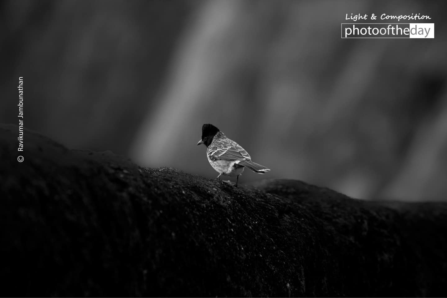 Black Headed Tanager by Ravikumar Jambunathan