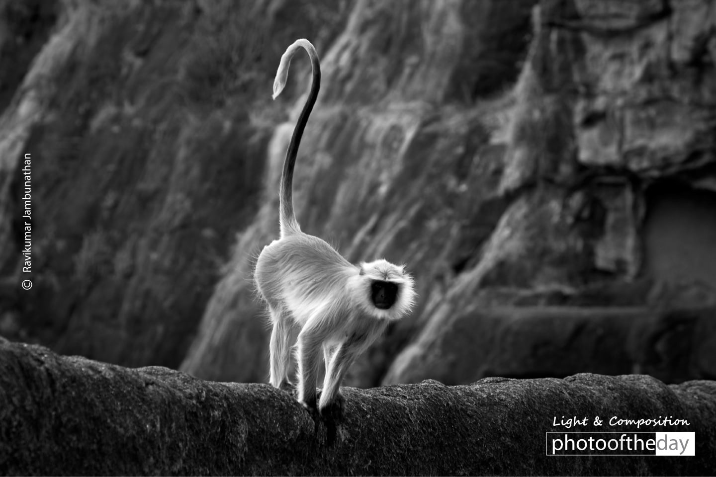 Grey Langur by Ravikumar Jambunathan