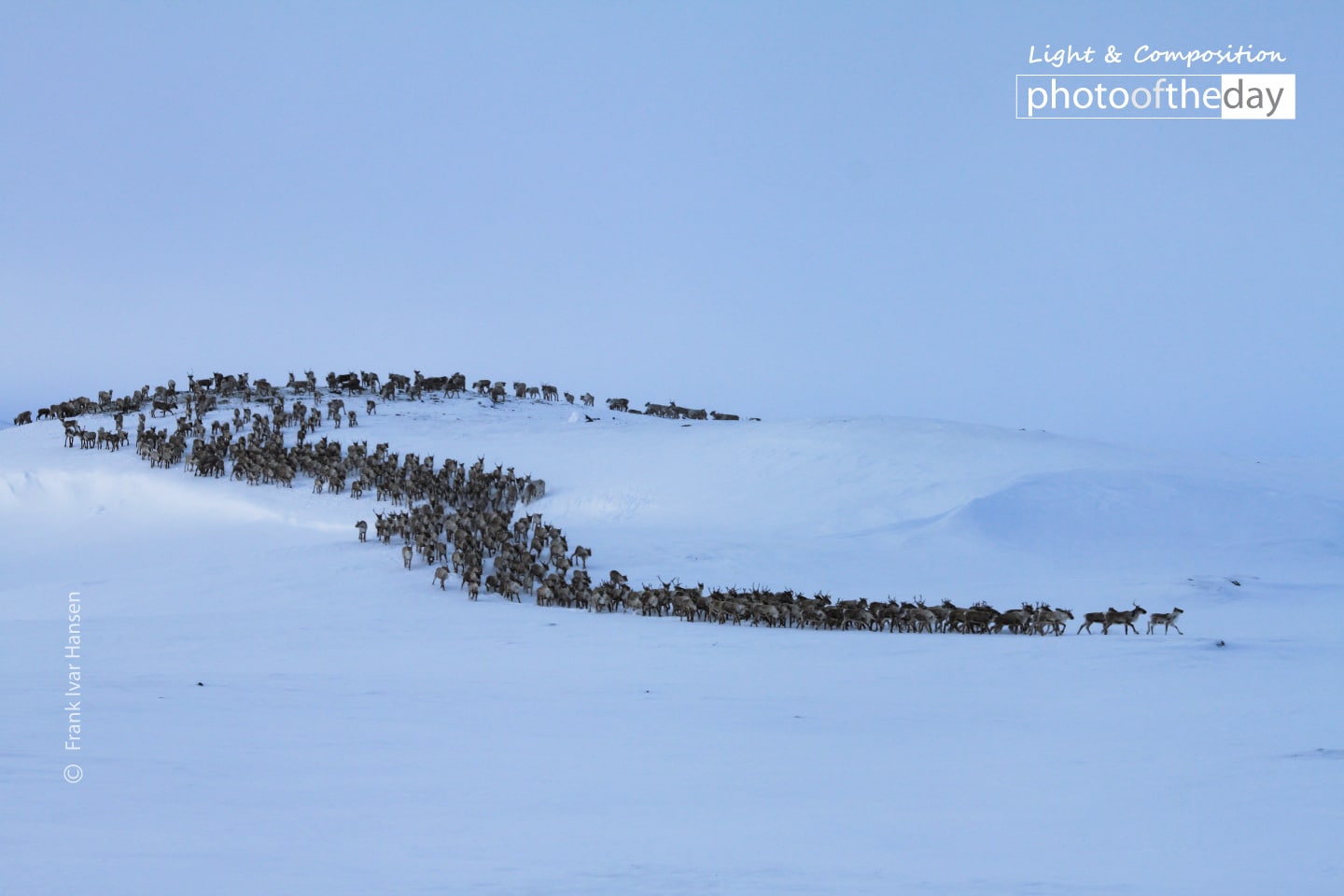 Reindeer in Winter Landscape by Frank Ivar Hansen