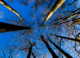 Trees in Winter by Frank Ivar Hansen