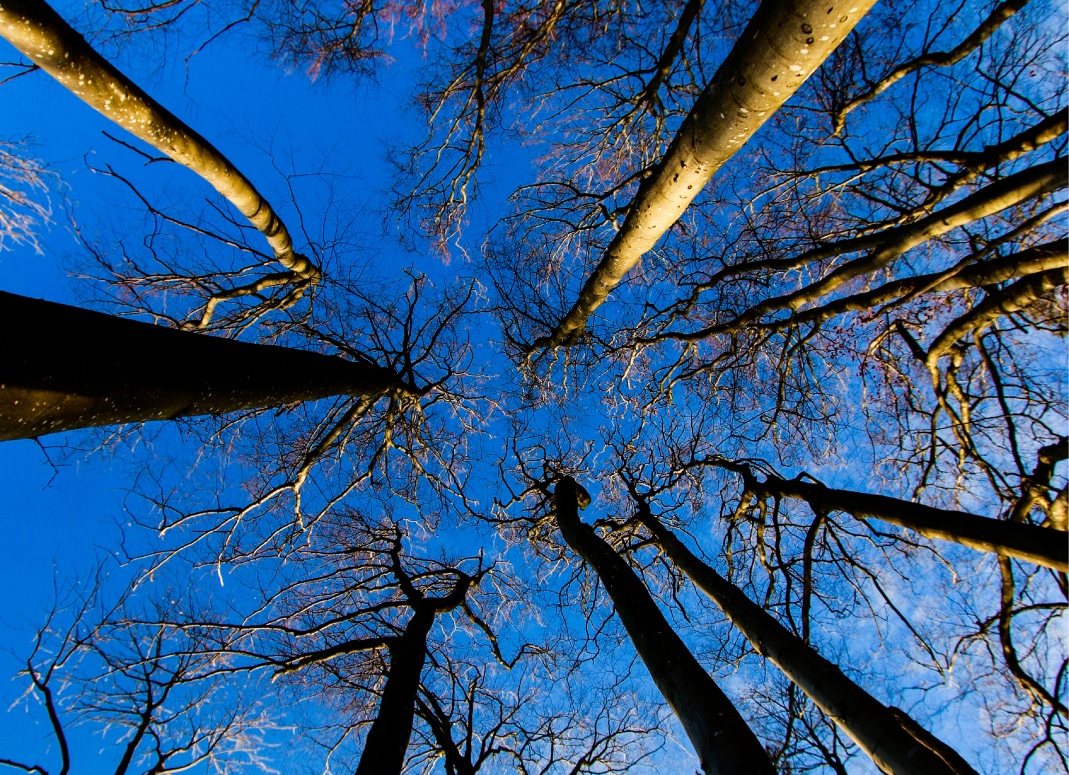 Trees in Winter by Frank Ivar Hansen