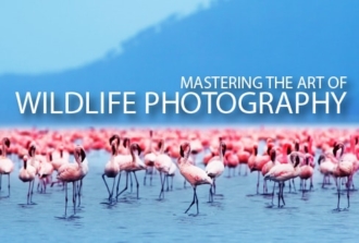 Mastering the Art of Wildlife Photography