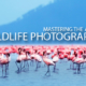 Mastering the Art of Wildlife Photography