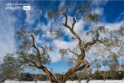 Olive Trees in the Snow by Daniele Leone