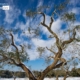 Olive Trees in the Snow by Daniele Leone