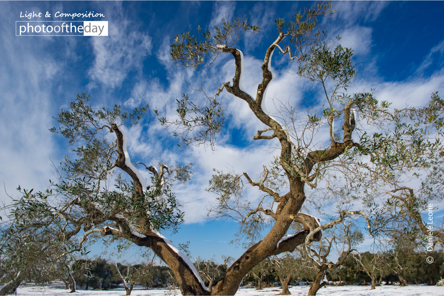 Olive Trees in the Snow by Daniele Leone