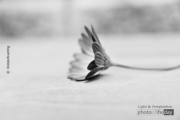 Grey Petals by Kirsten Bruening