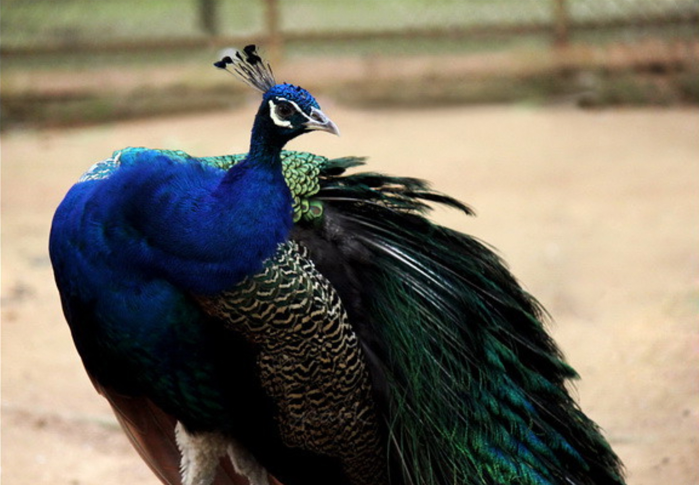 A Beautiful Peacock by Shahnaz Parvin