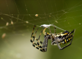 A Busy Spider by Shahnaz Parvin