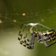 A Busy Spider by Shahnaz Parvin