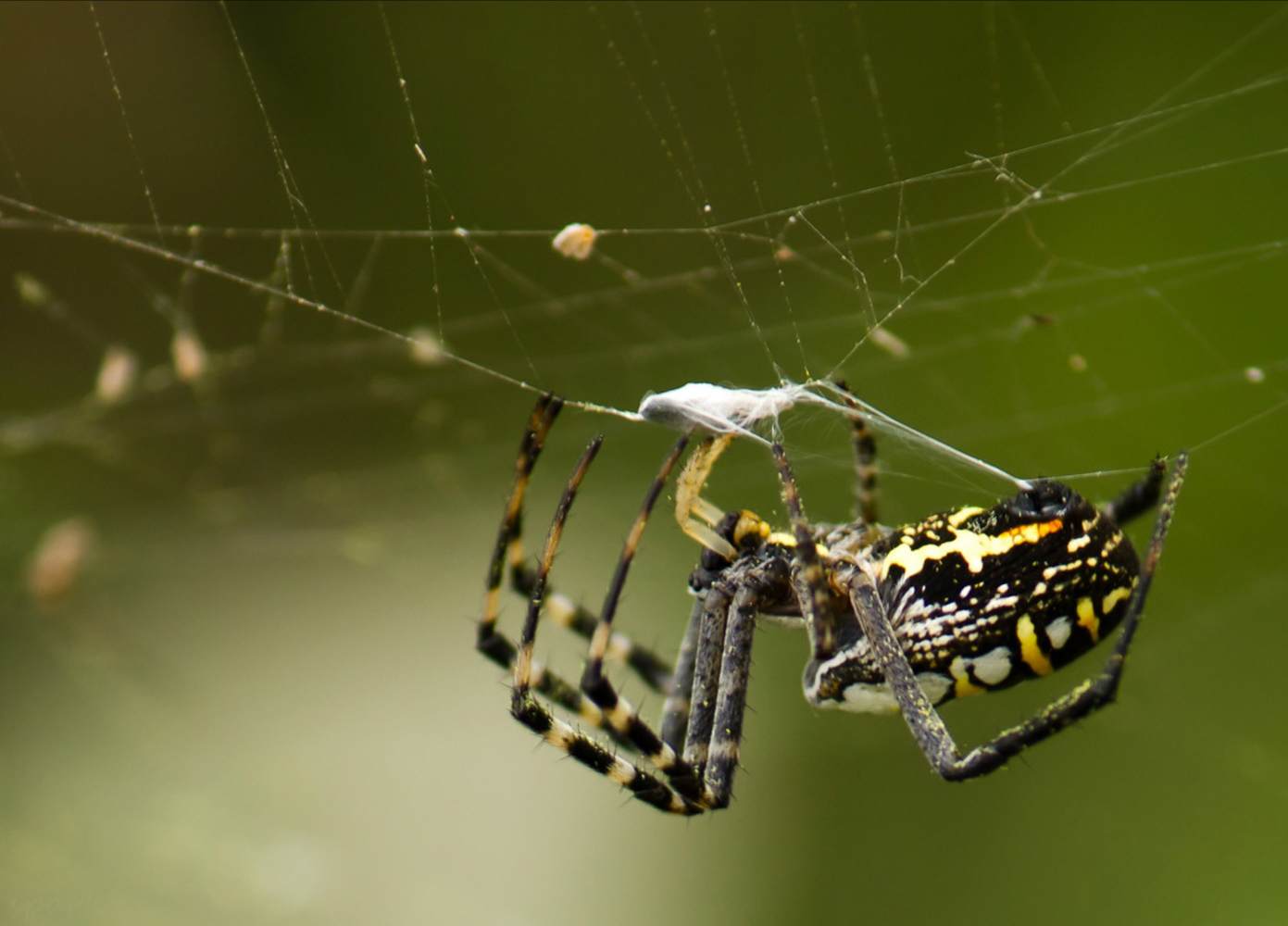 A Busy Spider by Shahnaz Parvin