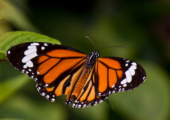 A Colorful Butterfly by Shahnaz Parvin