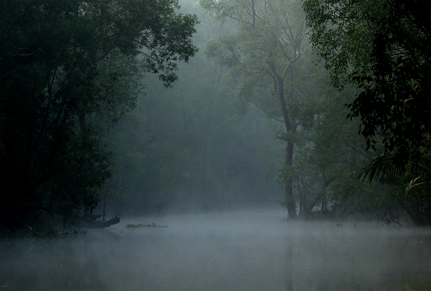 A Harmonious Blend of Greenery by Saniar Rahman Rahul