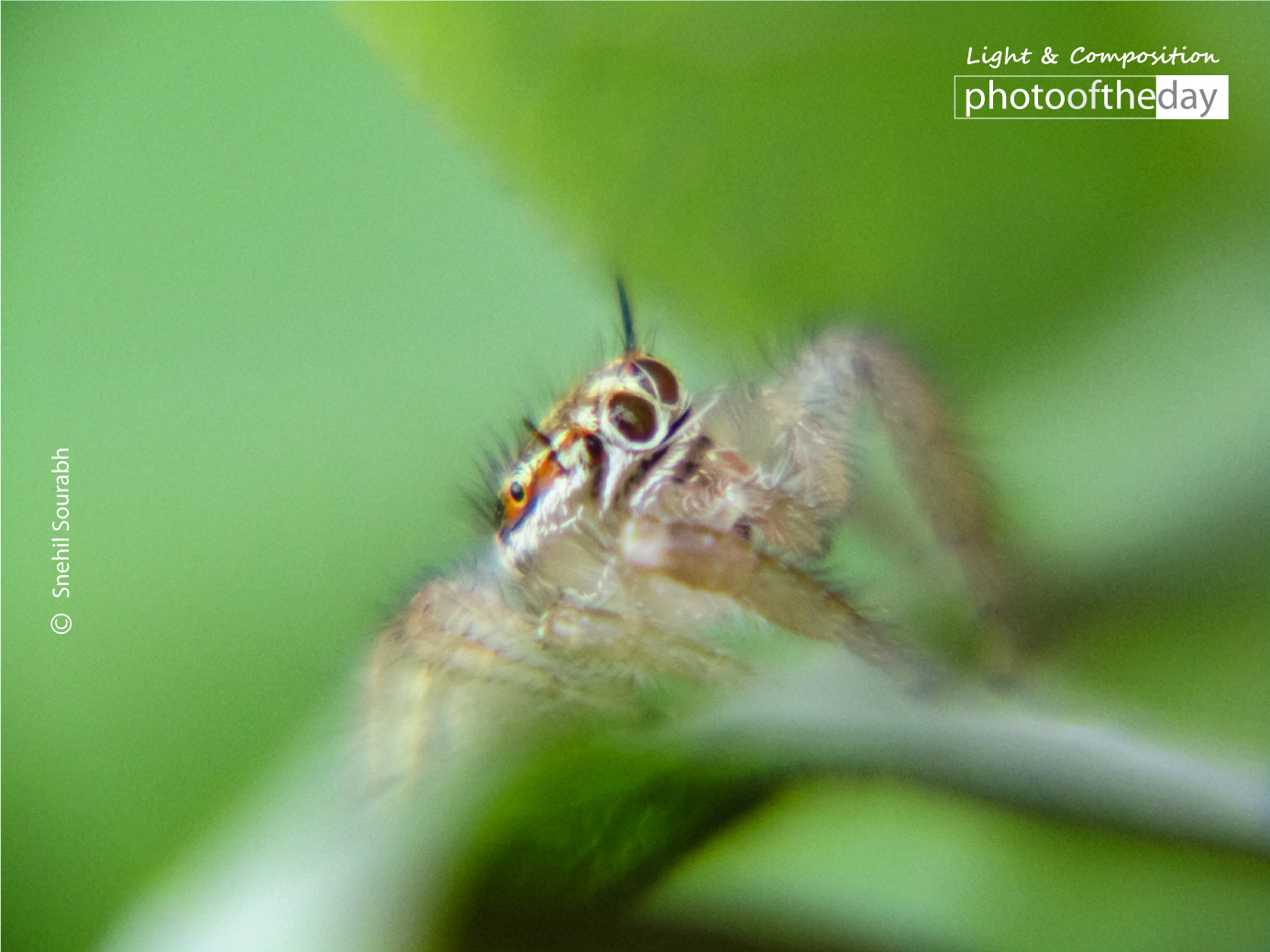 A Hidden Beauty by Snehil Sourabh