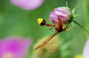 A Majestic Hornet Perched by Shahnaz Parvin