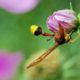 A Majestic Hornet Perched by Shahnaz Parvin