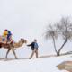 A Pleasure to Ride a Camel by Derya Yazar Atasever