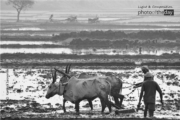 A Traditional Farming Practice by Karthick Saravanan