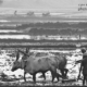 A Traditional Farming Practice by Karthick Saravanan