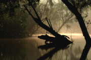 An Old Tree Log by Saniar Rahman Rahul