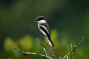 Bar-winged Flycatcher Shrike in the Sundarbans by Saniar Rahman Rahul