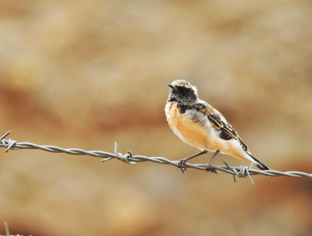 Black-eared wheatear by Sarvenaz Saadat