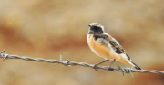 Black-eared wheatear by Sarvenaz Saadat