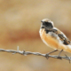 Black-eared wheatear by Sarvenaz Saadat