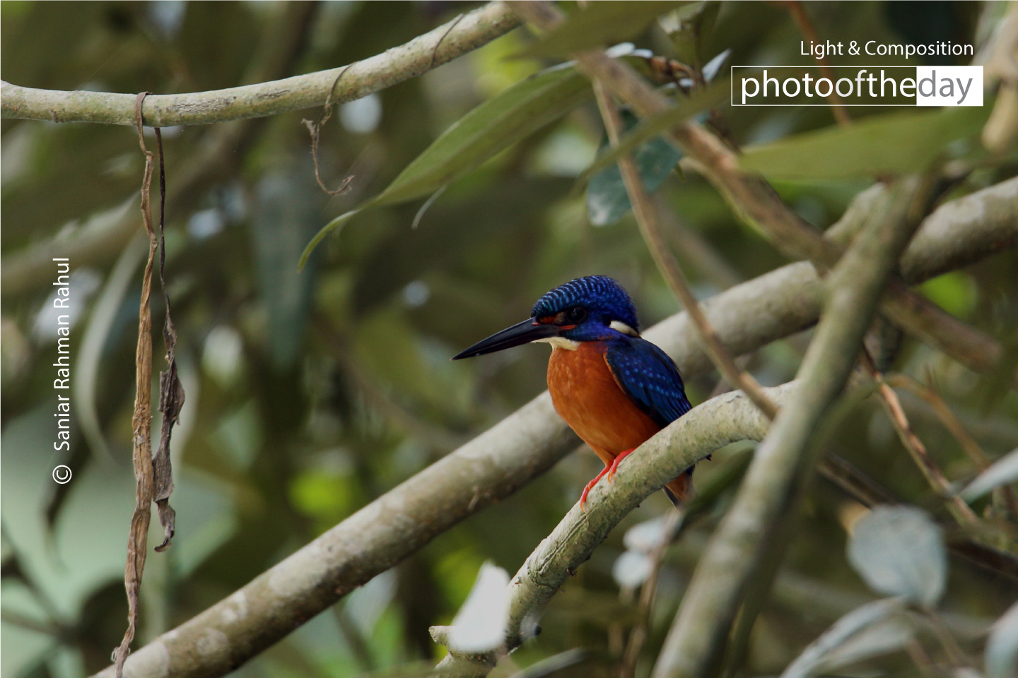 Blue-eared Kingfisher's Reverie by Saniar Rahman Rahul