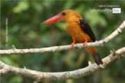 Brown-winged Kingfisher in the Sundarbans by Saniar Rahman Rahul