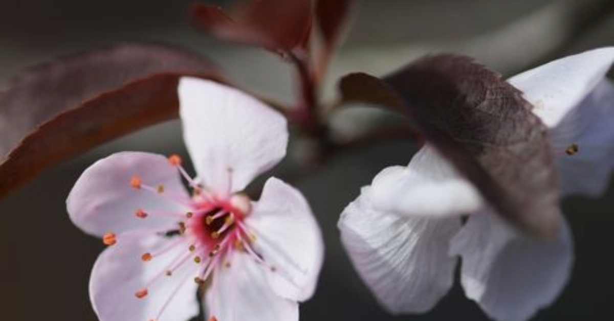 Cherry Blossoms in Brown by Leanne Lindsay