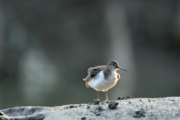 Common Sandpiper from Sundarbans by Saniar Rahman Rahul