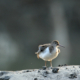 Common Sandpiper from Sundarbans by Saniar Rahman Rahul