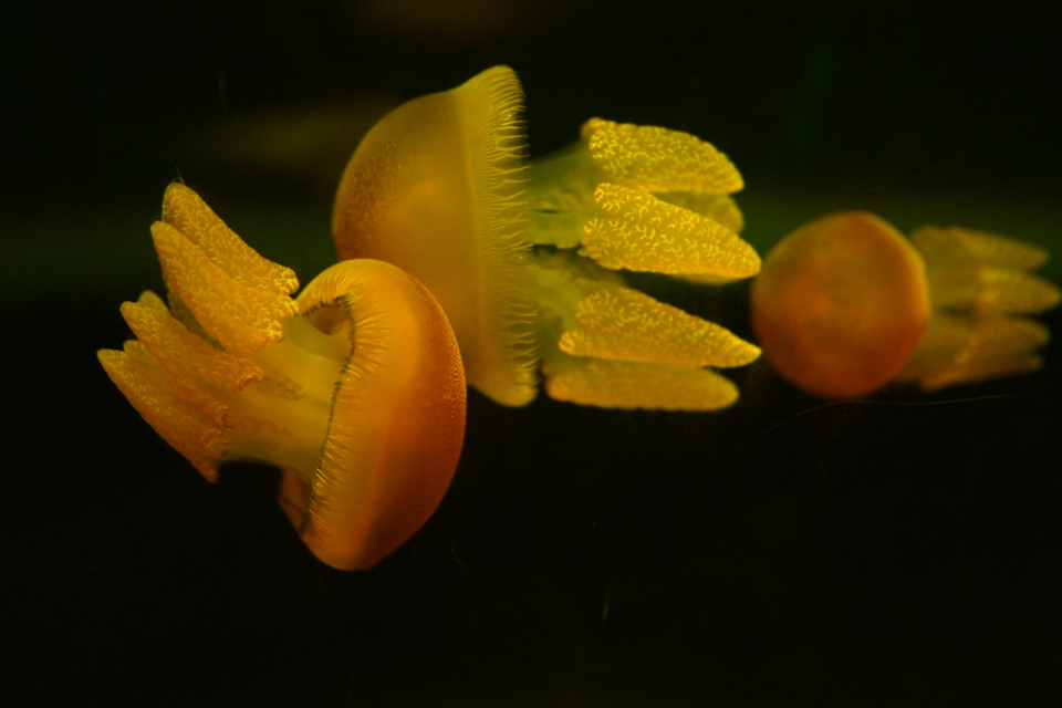 Dance of the Jellyfish by Leanne Lindsay