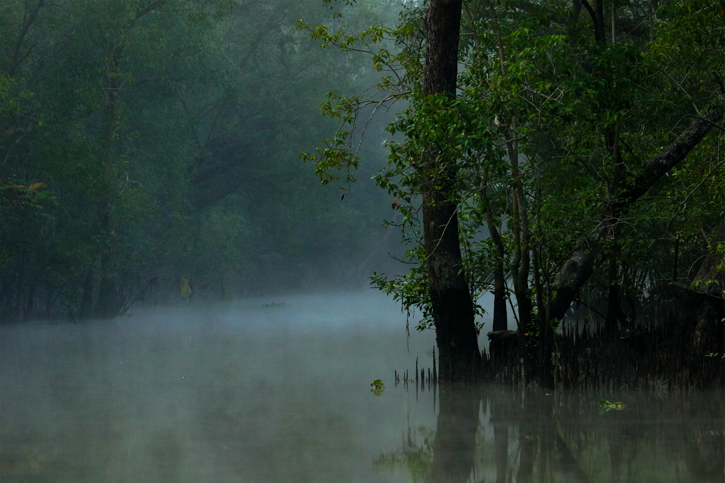 Early Morning Serenity by Saniar Rahman Rahul