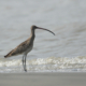 Eurasian Curlew in the Sundarbans by Saniar Rahman Rahul