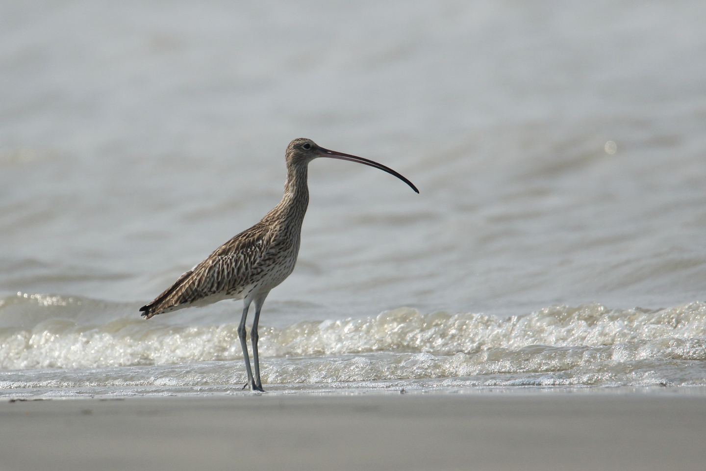 Eurasian Curlew in the Sundarbans by Saniar Rahman Rahul