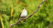 Flycatcher by Sarvenaz Saadat