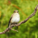 Flycatcher by Sarvenaz Saadat