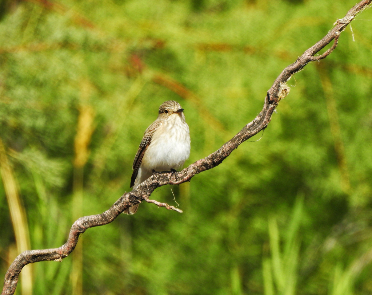 Flycatcher by Sarvenaz Saadat