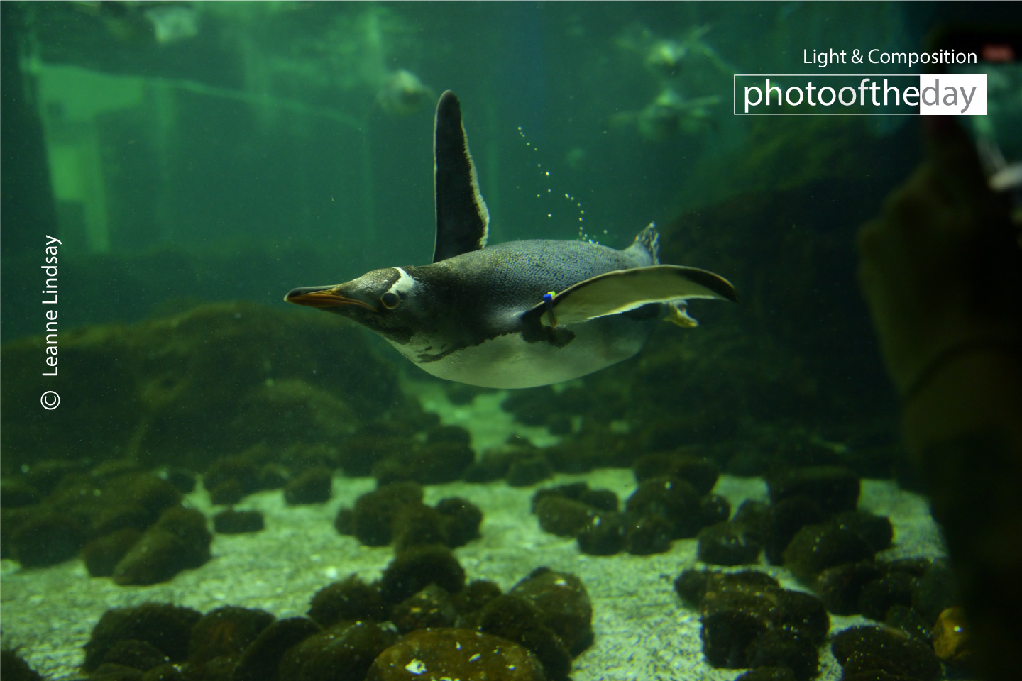 Flying Through the Water by Leanne Lindsay