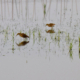 Four Wading Birds by Shahnaz Parvin