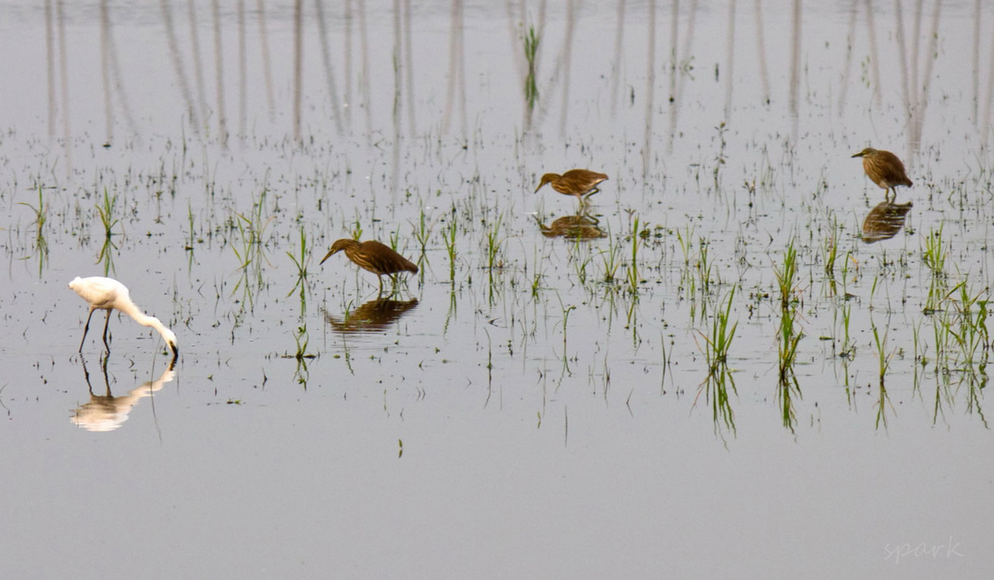 Four Wading Birds by Shahnaz Parvin