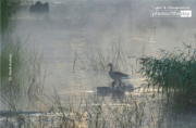 Geese in the Morning Dust by Pesch Andreas