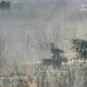 Geese in the Morning Dust by Pesch Andreas